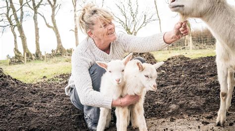 Give Us A Geep Goat And Sheep Produce Rare Hybrid Twins The Irish Times