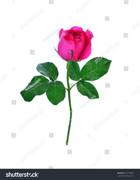 Pink Rose Isolated On White Background Stock Photo 422758351 Shutterstock