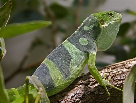 10 Types Of Iguanas You Need To See Unique Pets