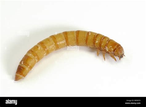 Yellow Mealworm Beetle Tenebrio Molitor Larva Mealworm Studio