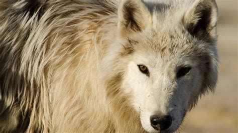 Wolves Thrive In Some Of The Harshest Places On Earth Nature Of Things