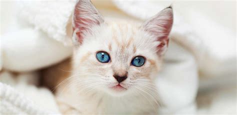 Siamese Tabby Cat Breed Traits And Personality