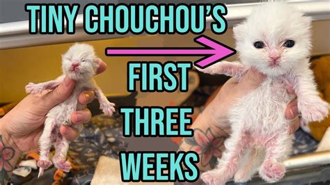 Saving The Tiniest Fluffiest Kitten With A Cleft Palate Chouchous