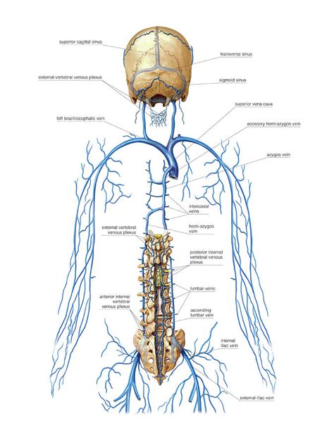 Venous System Of Vertebral Venous Plexus By Asklepios Medical Atlas
