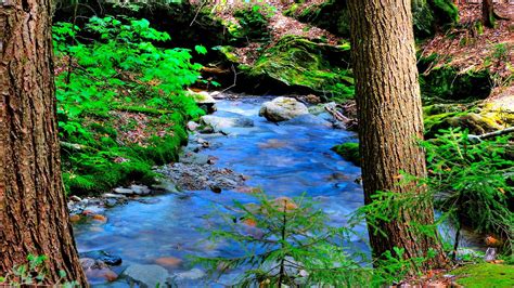 Download Wallpaper 1920x1080 Forest River Rocks Trees Nature Full