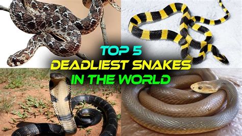 Top 5 Deadliest Snakes In The World 😰😰 Youtube