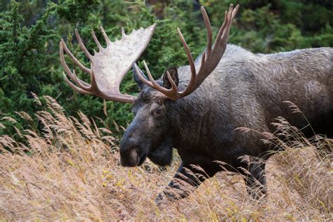 Bull Moose Sean Crane Photography