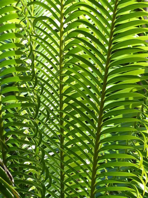 Palm Leaves Plant Palm Tree Green Tropical Summer Foliage Growth