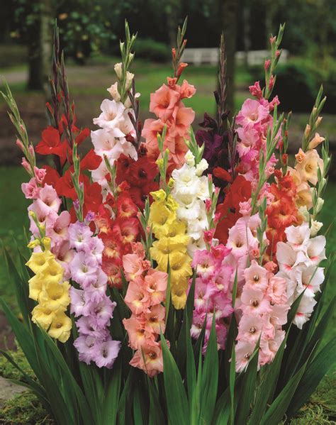 Gladioli Finished Flowering Heres What To Do Next Grownups New Zealand