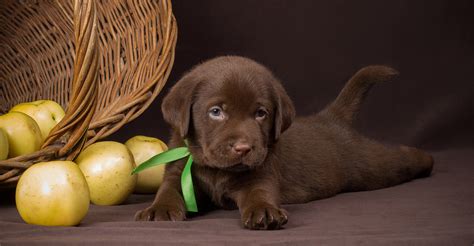 Taking a pup from mother and litter mates any earlier than 8 weeks causes people and dog aggression, excessive barking, digging, chewing, destruction, poor socialization, and separation anxiety later in life. Chocolate Lab Names - Great Ideas For Naming Your Puppy