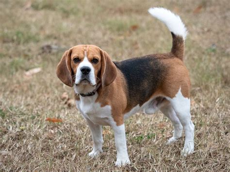 Dog Breed Guide Beagle The Dogtionary