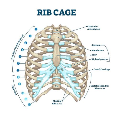 Human Rib Cage Human Skeleton Anatomy Human Body Anatomy Human