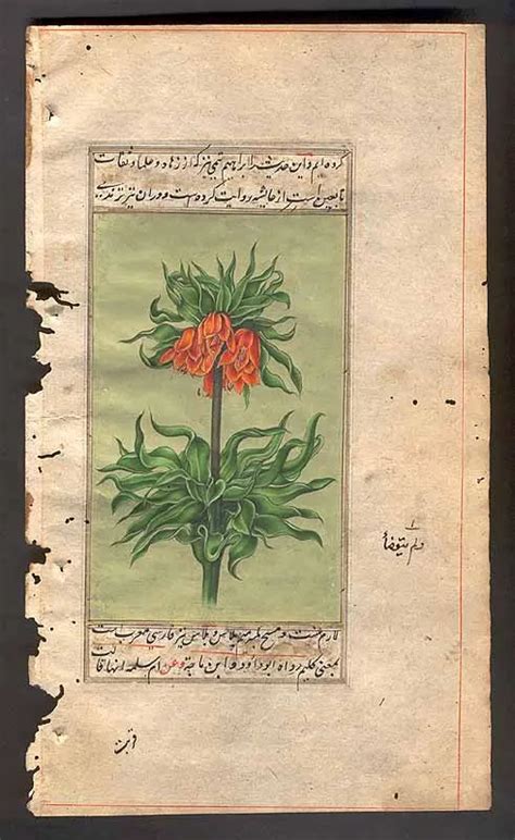 Mughal Flower Exotic India Art