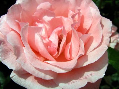 Rose Roses Macro Photography