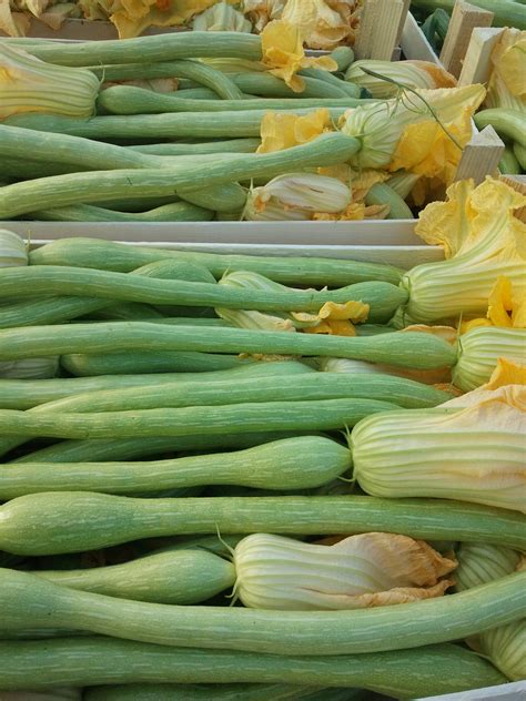Courge courgette Tromba Albenga Dolce Terra