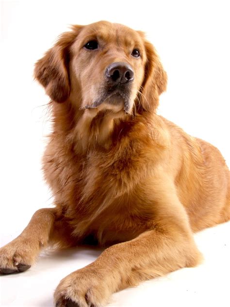Golden Retriever Dog Animal Free Photo On Pixabay
