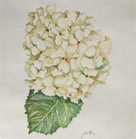 White Hydrangea Watercolor Painting Original Etsy