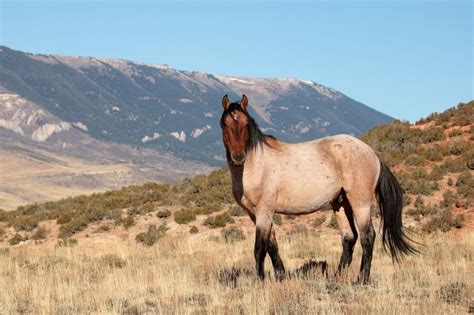 Spot Wild Horses In Wyoming In These Three Places