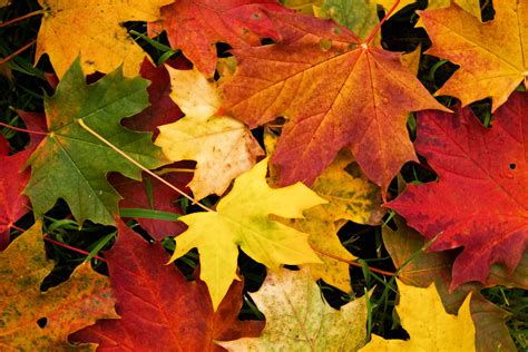 Autumn Leaves Desktop Wallpapers Wallpaper Cave