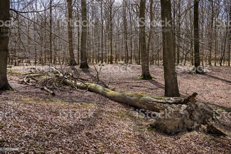 Fallen Beech Tree In A Open Forest Stock Photo Download Image Now