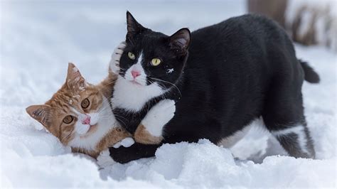 Zwei Katzen Spielen Spiel Im Schnee 1920x1440 Hd Hintergrundbilder Hd