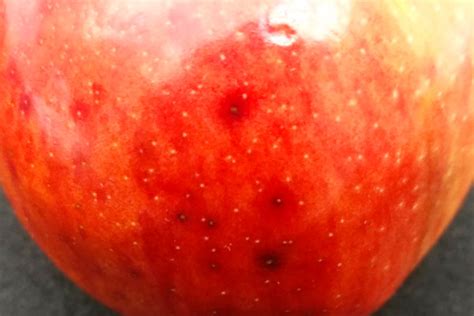 Physiological Disorders Of Apple Fruits Missouri Environment And