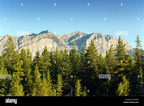 Rocky Mountains Near Kananaskis Alberta Canada Trees Forest Stock