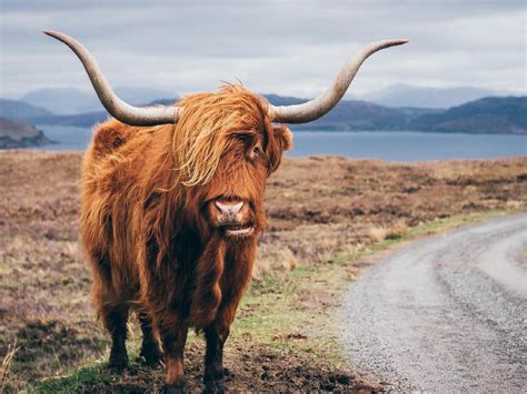 18 Of The Most Iconic Scottish Animals And Where To Find Them Scottish