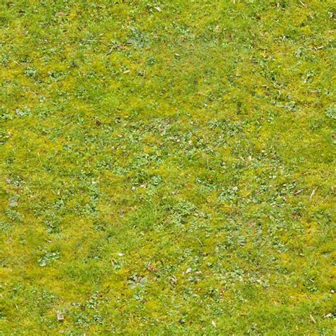 Grass0152 Free Background Texture Grass Short Yellow