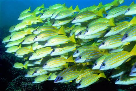Seputar Dunia Perikanan Foto Dan Gambar Ikan Cantik Buat Wallpaper