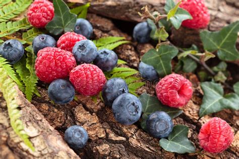 Forest Berries Background Stock Image Image Of Diet 67154523