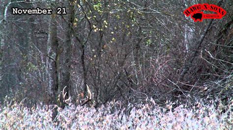 Deer Hunter Whitetails Rutting Late Rut Buck November 21 Youtube