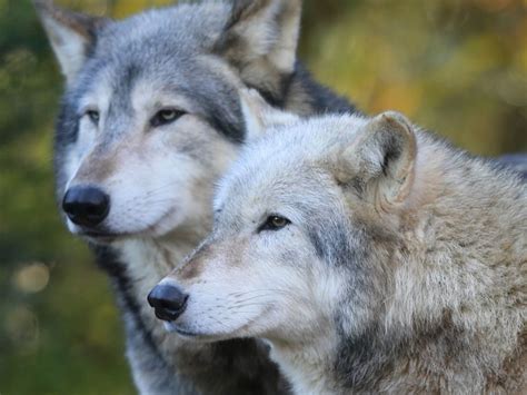 Gray wolf delisted throughout lower 48 states | 2020-10-29 | Agri-Pulse ...