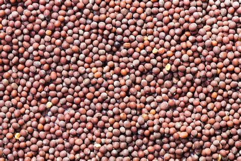 Red Mustard Seeds By Stocksy Contributor Marilar Irastorza Stocksy