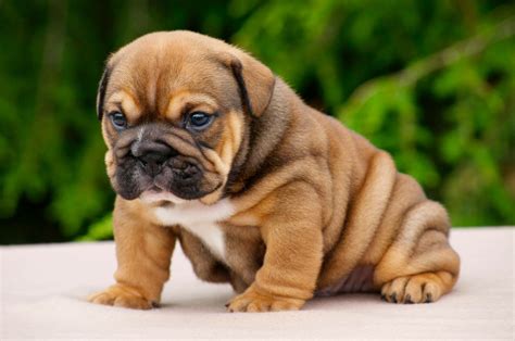 English bulldog puppy. | Bulldog puppies, Bulldog, English bulldog puppies