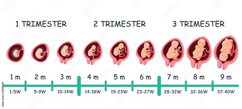 Human Embryo Growth Development Pregnancy Stage Timeline Fetal Size
