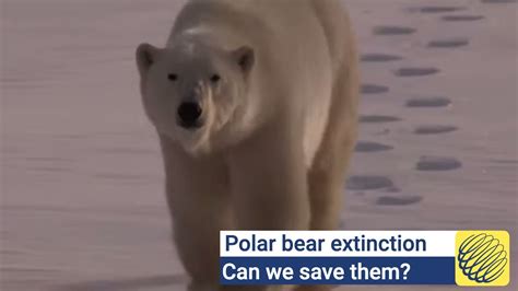 Polar Bears Could Be Extinct By 2100 Youtube