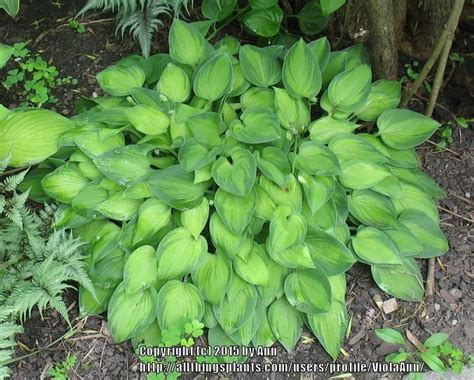 Photo Of The Entire Plant Of Hosta Tick Tock Posted By Violaann