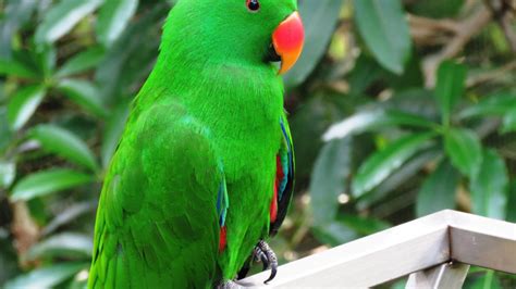 Desktop Wallpaper Beautiful Bird Green Parrot Bird Hd Image Picture