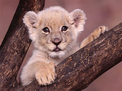 Animals Cubs Lions White Lions Baby Animals Wallpaper 1600x1200