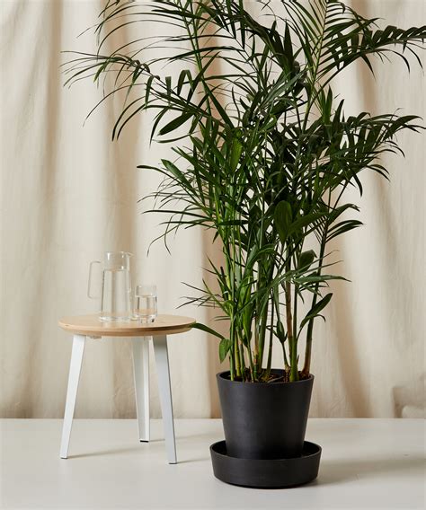 Buy Potted Bamboo Palm Indoor Plant Bloomscape