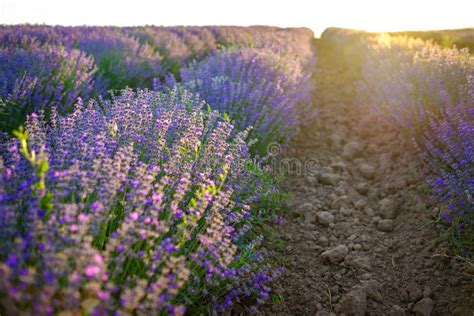 Details Of Violet Lavender Fields On Sunset 10 Stock Image Image Of