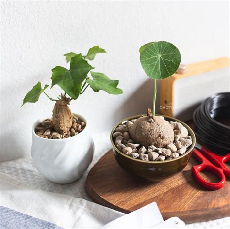 Maybe you would like to learn more about one of these? Stephania Erecta | Moss plant, Unusual plants, Mini garden