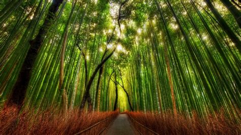 3840x2160 Bamboo Forest  3114 Kb Hd Wallpaper Rare Gallery