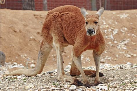 Filered Kangaroo Melbourne Zoo Wikipedia