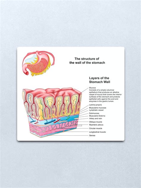 Anatomy Of The Structure And Layers Of The Stomach Wall Metal Print