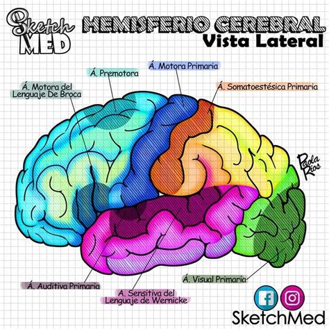 Hemisferio Cerebral Vista Lateral Pt 1 Paola Ríos Dr Vagostektchmed