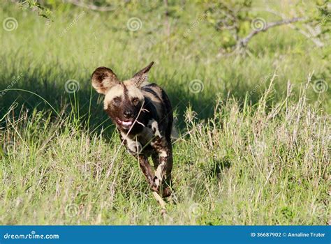 Afrikaanse Wilde Hond Stock Foto Image Of Soorten Genaturaliseerd