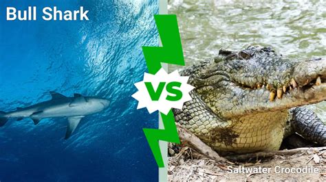 Bull Shark Vs Saltwater Crocodile Who Would Win In A Fight A Z Animals