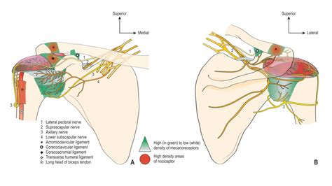 The shoulder joint (glenohumeral joint) is a ball and socket joint between the scapula and the humerus. Schematic diagram of sensory innervation of the shoulder joint (A,... | Download Scientific Diagram